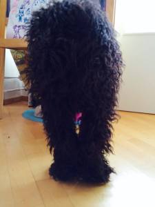 11050169_10153210397338114_6407219785388119357_n