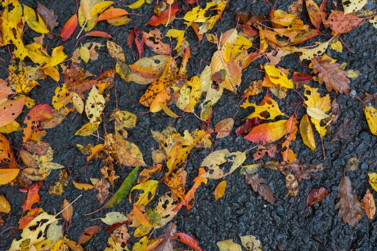 47224889 - autumn red and yellow wet leaves on asphalt sidewalk