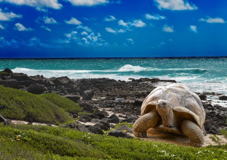 13718111 - large turtle  at the sea edge on background of a tropical landscape